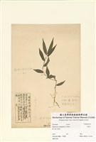 藏品(竹葉草)的圖片